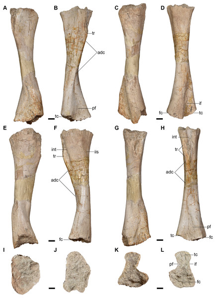 Large, isolated femora referred to Buettnererpeton bakeri, UMMP 12946 (right femur) and UMMP 12947 (left femur).