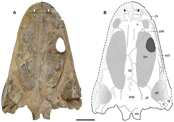 Ventral view of the holotype skull of Buettnererpeton bakeri, UMMP 13055.