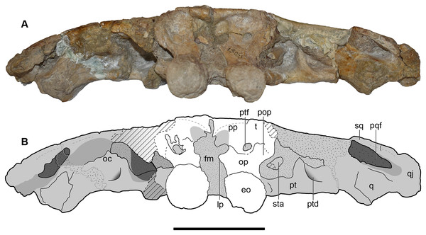 Occipital view of the holotype skull of Buettnererpeton bakeri, UMMP 13055.