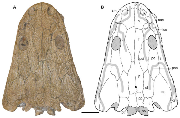 Dorsal view of a referred skull of Buettnererpeton bakeri, UMMP 13820.