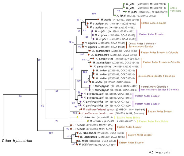 Evolutionary relationships of species in the Hyloscirtus larinopygion group, based on the mitochondrial gene 16S under ML criterion.
