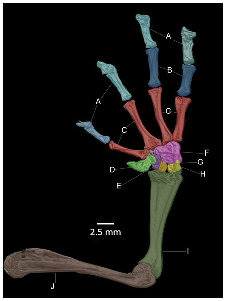 CT scan of the ventral view of the forelimb bones of the holotype of Hyloscirtus sethmacfarlanei sp. nov. (DHMECN 14416).