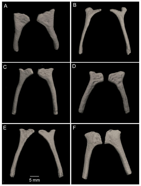 Comparison of the CT scans of the posteromedials of the hyobranchium in different species of the Hyloscirtus larinopygion group.
