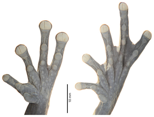 Details of the hand and foot of the preserved holotype of Hyloscirtus sethmacfarlanei sp. nov. (DHMECN 14416).
