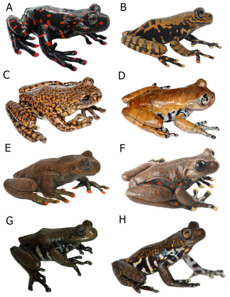 Comparison in life of Hyloscirtus sethmacfarlanei sp. nov. with six species of Hyloscirtus from the H. larinopygion group from the Andes of Ecuador.