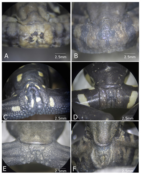 Vent condition in preserved specimens of six species of Hyloscirtus in the H. larynopygion group.