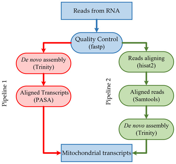 Overview of the steps in the pipeline for mitochondrial transcripts.
