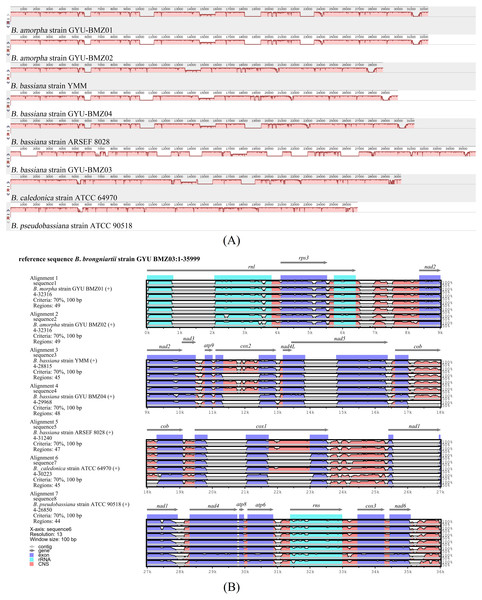 Visualization of the alignment of mitogenome sequences.