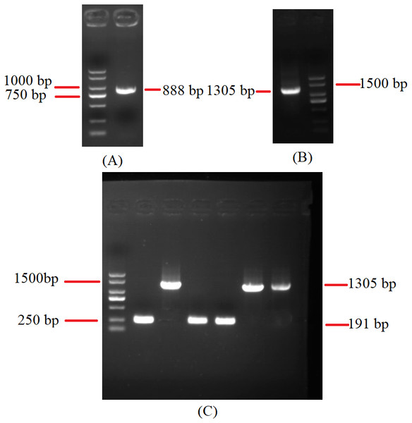 Agarose gel electrophoresis of PCR products of cox2.