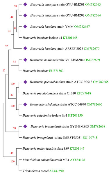 Maximum-likelihood phylogenetic tree based on the 15 protein sequences of mitogenomes from 16 species.