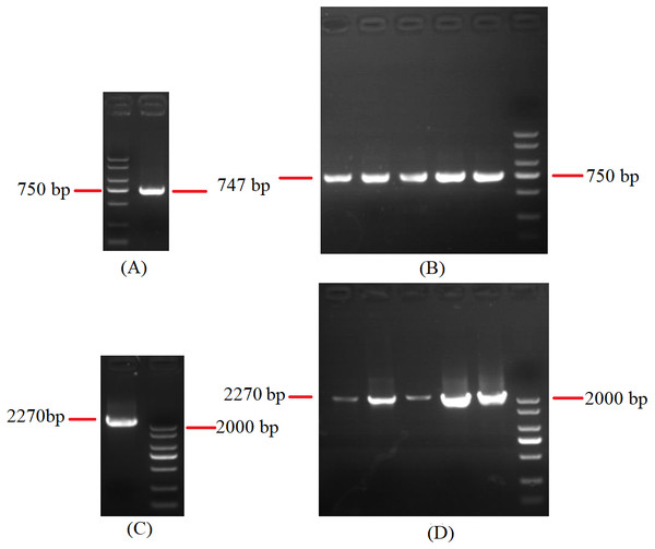 Agarose gel electropherogram of cDNA PCR product of rns-trnY-trnD-trnS-trnN-cox3 and cox1-trnR(2)-nad1.