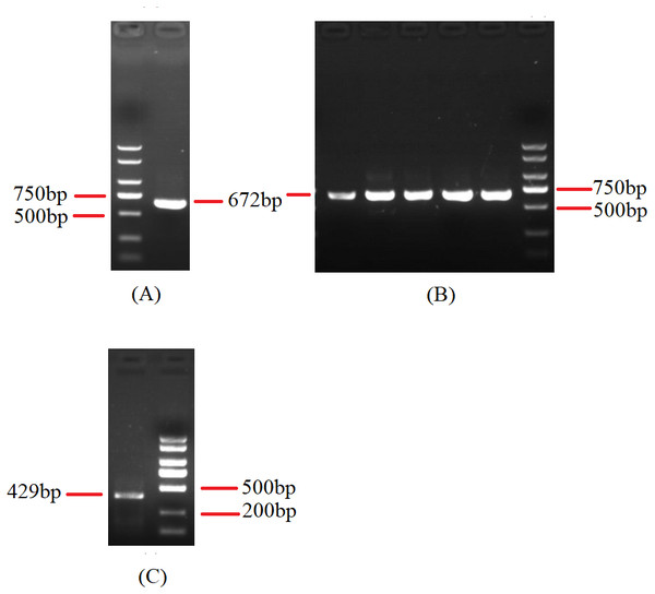 Agarose gel electropherogram of cDNA PCR product of cox3-trnG-nad6 and trnP-rnl.