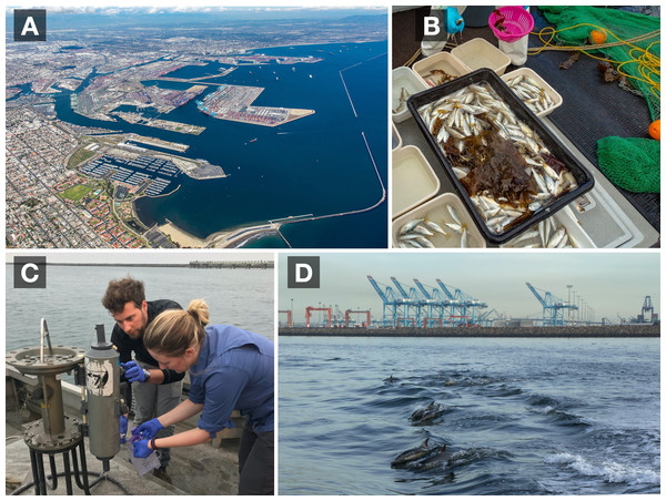 Long Beach-Los Angeles Port Complex biomonitoring surveys.