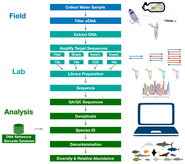 Graphical summary of eDNA metabarcoding methods used in the Ports Complex pilot study.