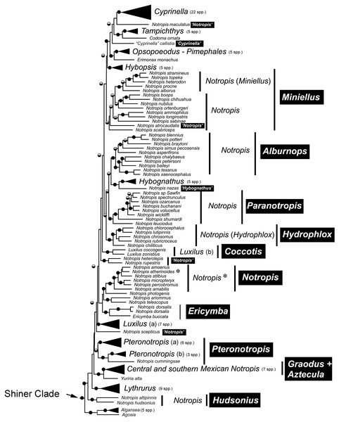 Major monophyletic groups and genera within the Shiner Clade based on two nuclear and two mitochondrial genes (modified from Schönhuth et al., 2018).