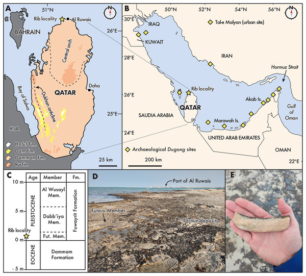 Distribution and geological context of archaeological and fossil Dugongidae from the Gulf Region.