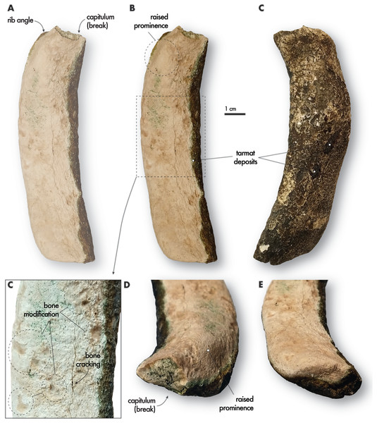 Fossil dugongid rib fragment collected near Al Ruwais, Qatar.