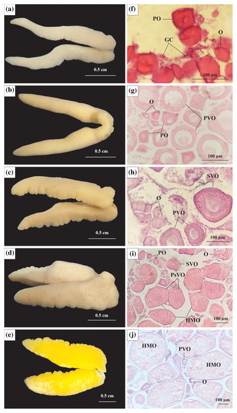 The morphology and histological in the ovary of Acentrogobius viridipunctatus.