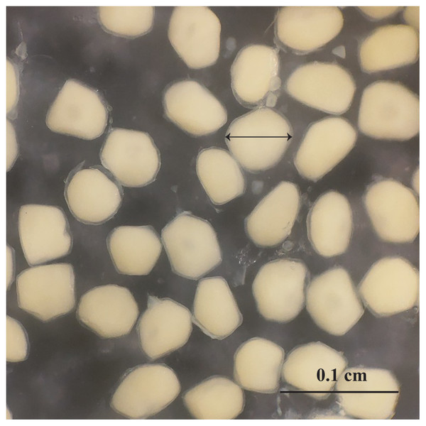 The outer appearance of the egg in Acentrogobius viridipunctatus.