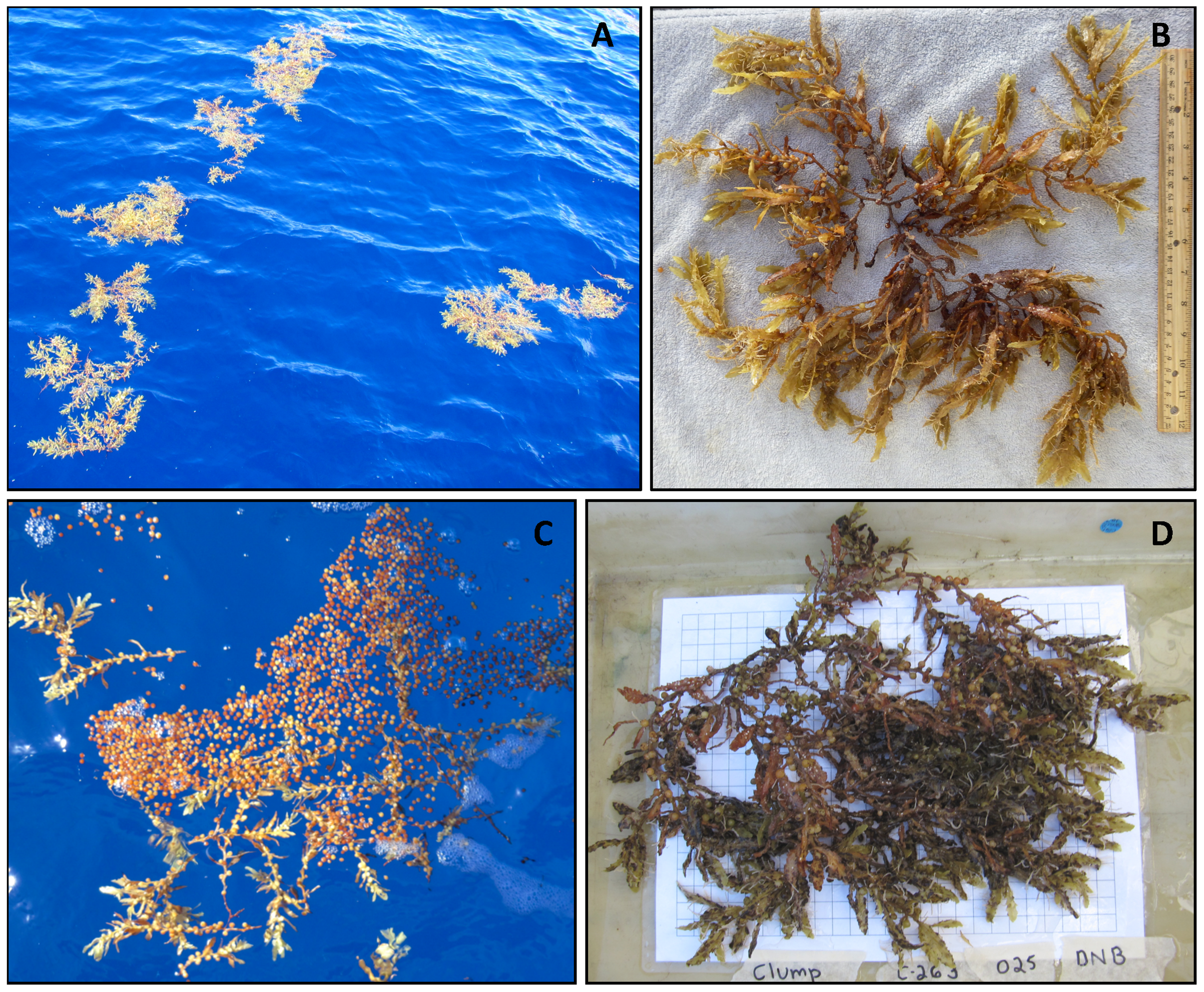 In situ observation of holopelagic Sargassum distribution and aggregation  state across the entire North Atlantic from 2011 to 2020 [PeerJ]