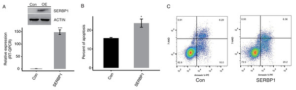 SERBP1 overexpression promoted the apoptosis level in HeLa cells.