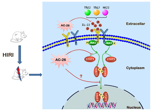 The possible mechanism of Ac2-26 hepatoprotection during HIRI.