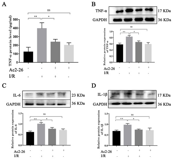 Ac2-26 attenuated the elevated levels of inflammatory cytokine induced by HIRI.