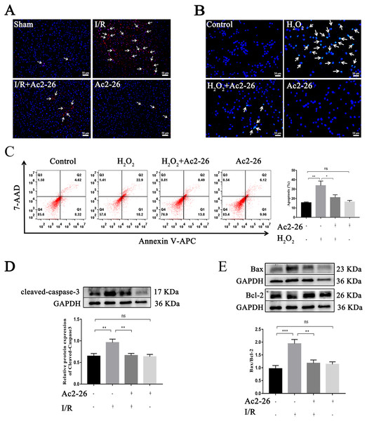 Ac2-26 reduced HIRI-induced apoptosis.
