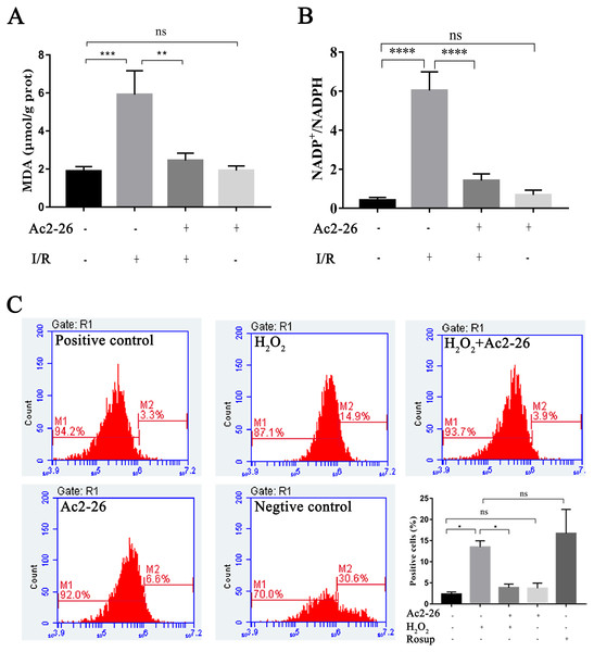 Ac2-26 attenuated the level of oxidative stress in vivo and in vitro.