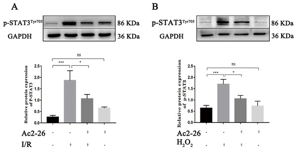 Ac2-26 prevented the activation of STAT3 induced by HIRI.