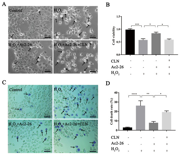 CLN antagonized the protective effect of Ac2-26 on oxidative stress damage in AML12 cells.