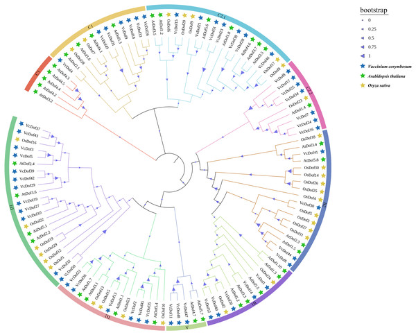 Phylogenetic tree of the Arabidopsis, rice and blueberry Dof transcription factors.