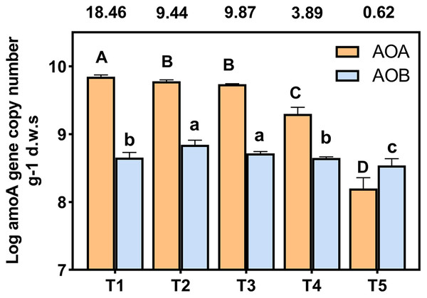 Abundance of AOA and AOB amoA gene copy numbers under different treatments.