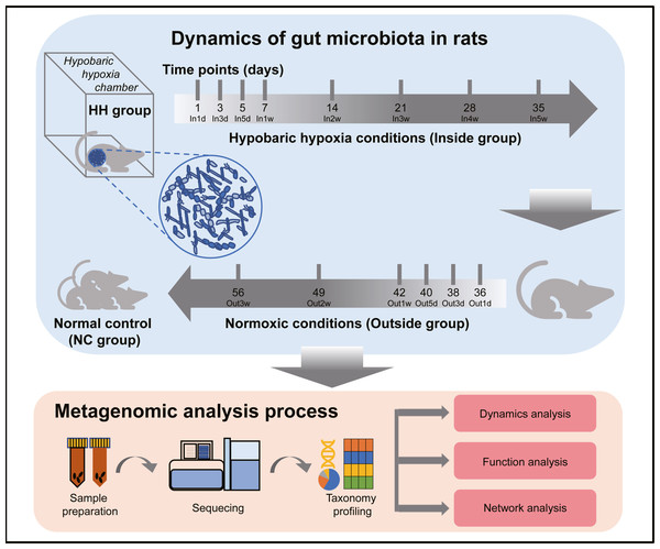 Experimental designs and metagenomic analysis process.