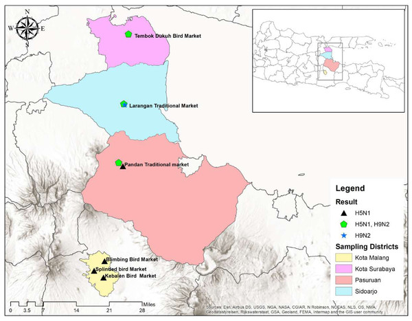 Estimates of H5N1 and H9N2 infection prevalence in selected LBMs of four cities of East Java.