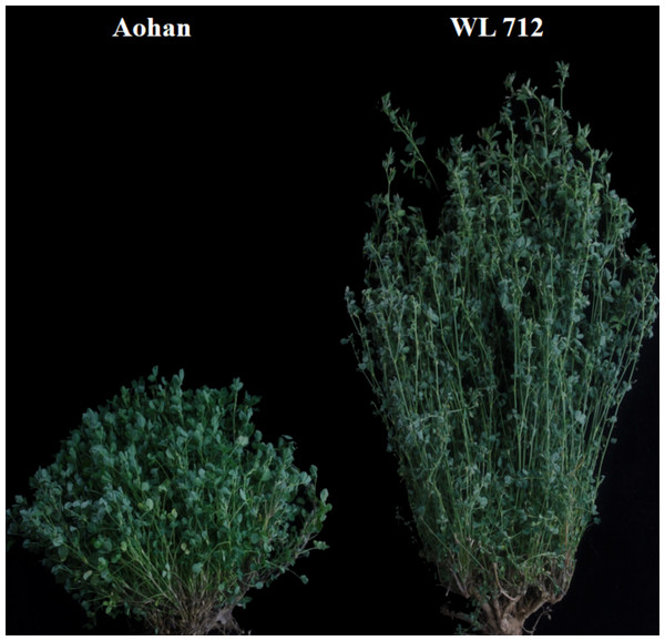 Slow-growing Aohan and vigorous-growing WL 712 plants at bud stage.