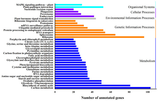 KEGG classification of differentially expressed genes (DEGs).
