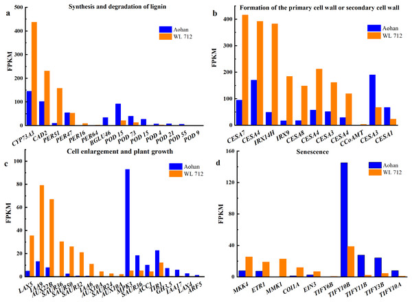 Bar graphs showing the FPKM (fragments per kilobase of transcript per million mapped reads) of DEGs involved in various biological processes distinguished by GO enrichment analysis.