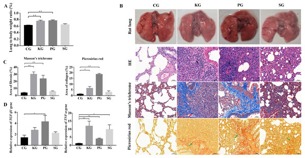 Construction of rat model of bacteria-induced pulmonary fibrosis based forest musk deer pathogens.