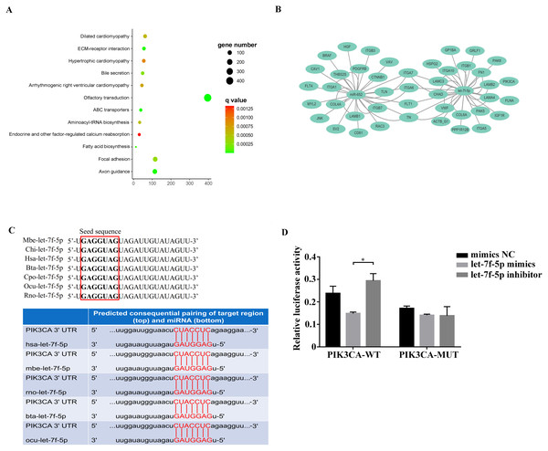 Analysis of the relationship between let-7f-5p and PIK3CA gene.