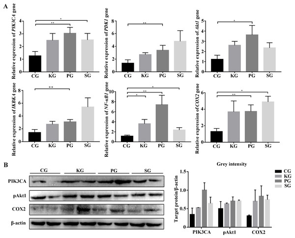 The expression level of PI3K/AKT/COX2 signaling pathway genes in bacteria-induced pulmonary fibrosis rat lung.