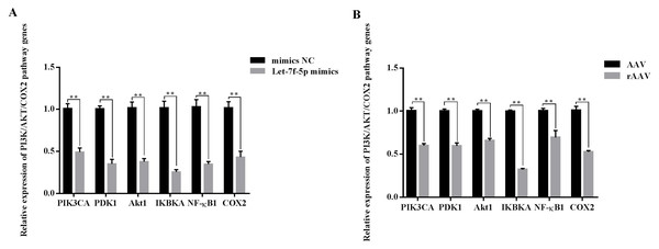 Effect of let-7f-5p on the PI3K/AKT/COX2 signaling pathway in forest musk deer fibroblast cells.