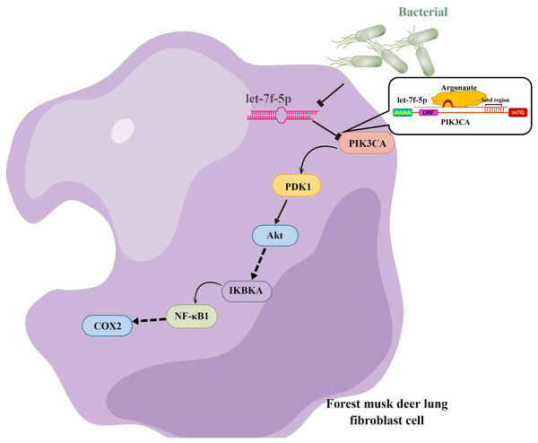 Model of the let-7f-5p regulates the PI3K/AKT/COX2 signaling pathway in forest musk deer lung fibroblast cell.