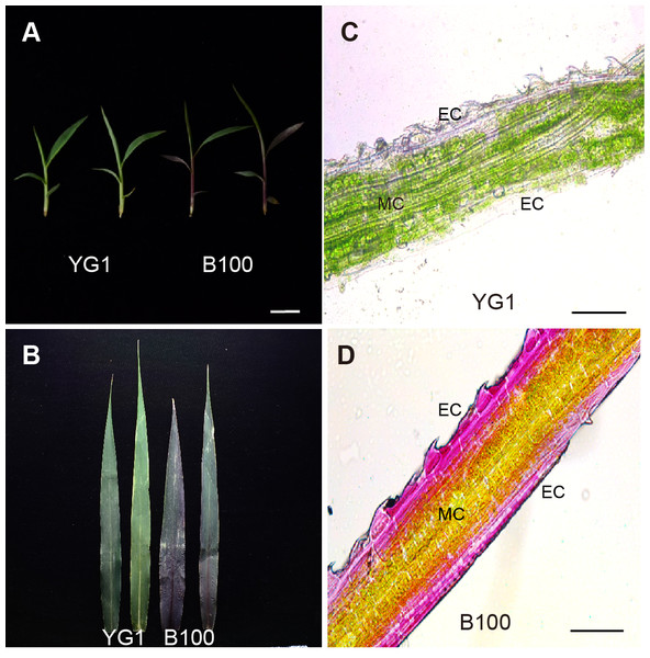 Leaf phenotype analysis of YG1 and B100.