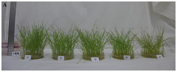 Effects of α-pinene on toxicity symptoms in the leaves of drooping wildryegrass seedlings subjected to 0, 5, 10, 15 and 20 µL L−1α-pinene for 4 days.