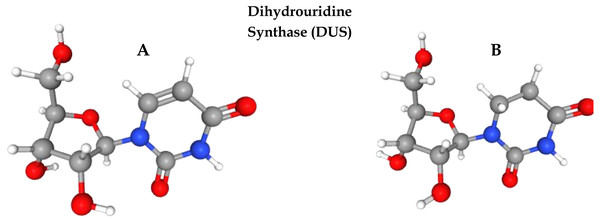 Formation of dihydrouridine from uridine.