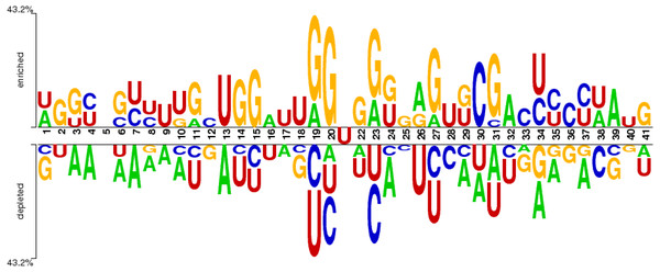 Distribution of nucleotides in the sample dataset with U in the middle.