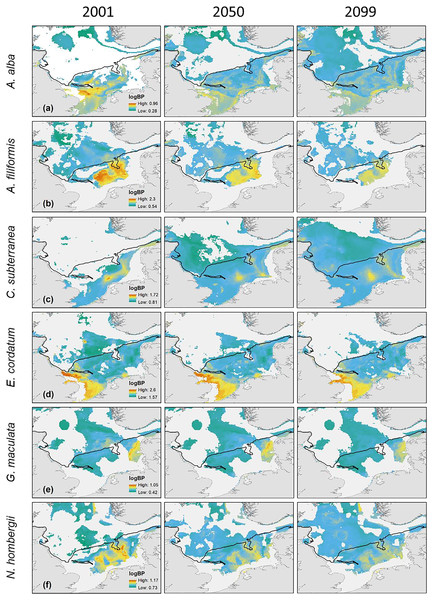The projected and predicted spatial distribution of the analysed BPp for the species Abra alba (A), Amphiura filiformis (B), Callianassa subterranea (C), Echinocardium cordatum (D), Goniada maculata (E) and Nephtys hombergii (F) in the North Sea.