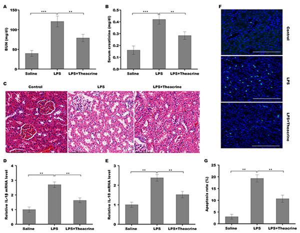 Theacrine alleviated septic AKI, pro-inflammatory response, and cell apoptosis in vivo.