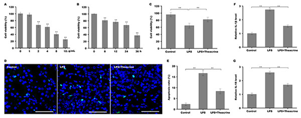 Theacrine repressed LPS-induced cell apoptosis and inflammatory response.